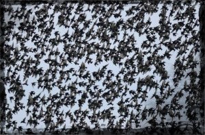 Murmuration